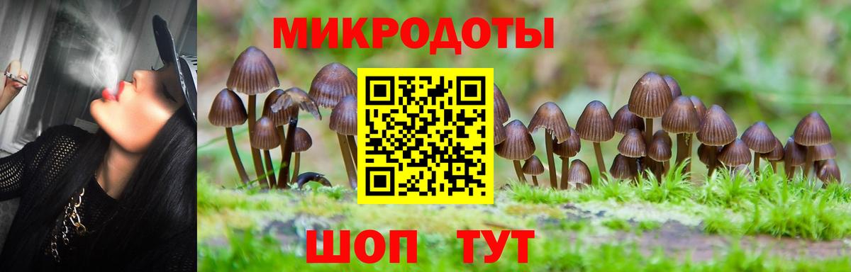 Псилоцибиновые грибы Psilocybe Горно-Алтайск